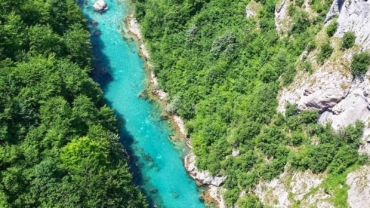 trees beside river