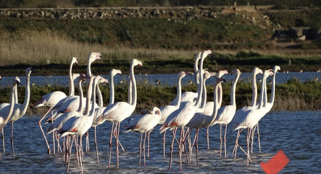 ulcinj salina