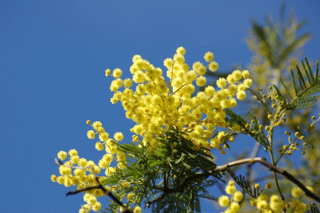 A photo of Mimosa Flower