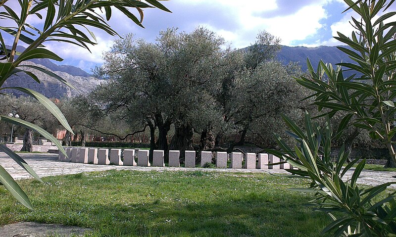 Old Olive Tree