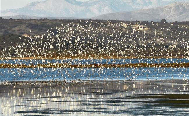 Bird migration in Solana