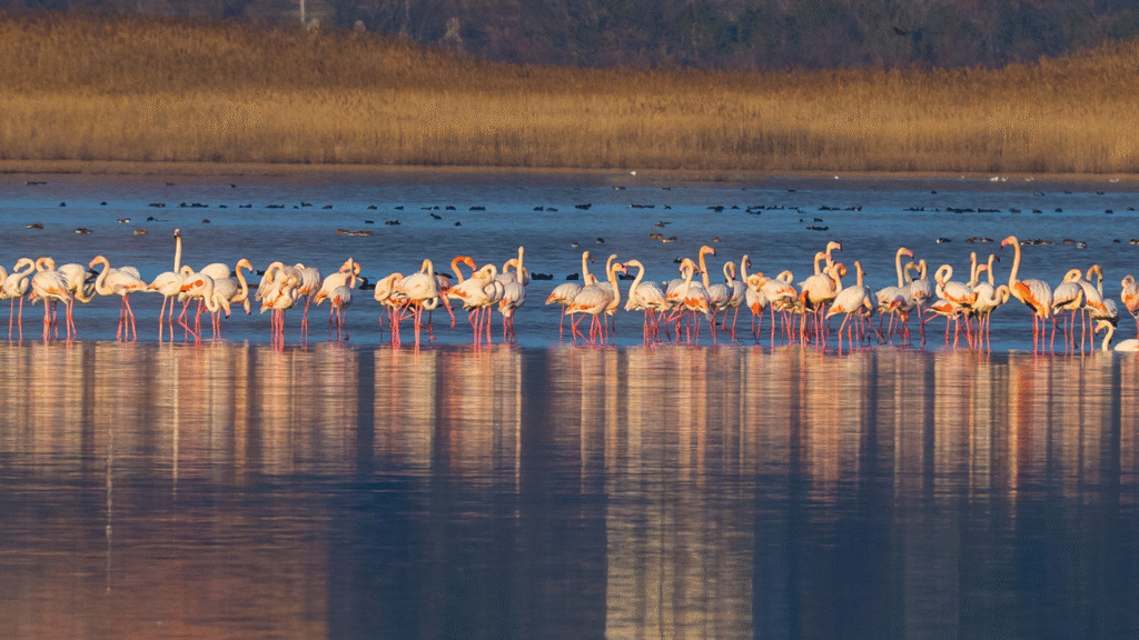 Flamingos in Salina