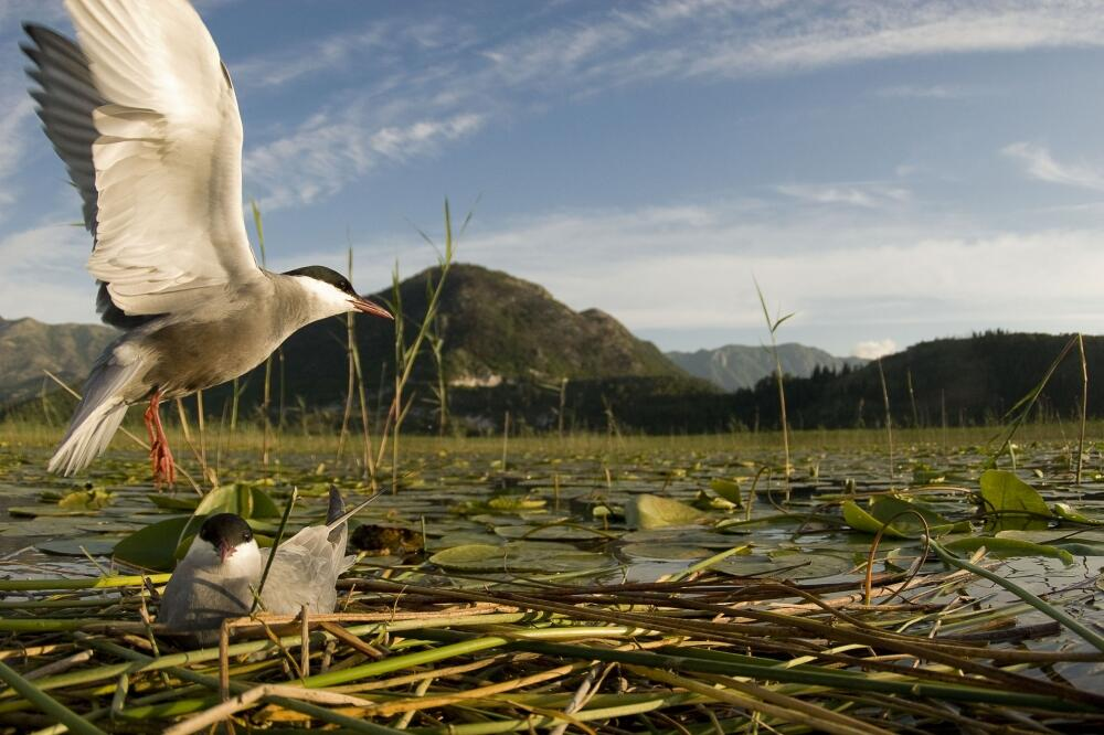 Birds on the lake - Wild Wonders Photo