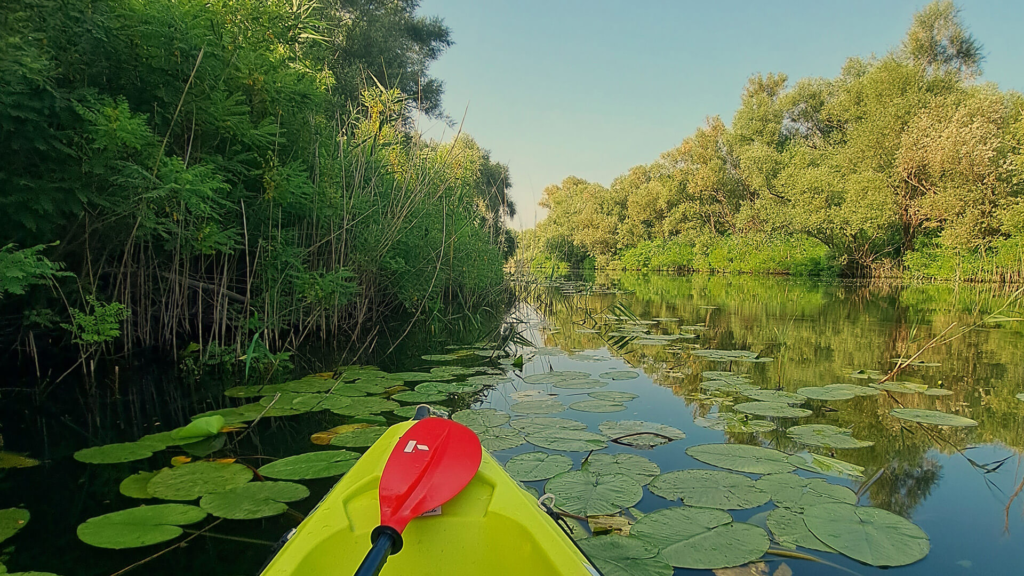 Kayaking on the Lake - Kingfisher