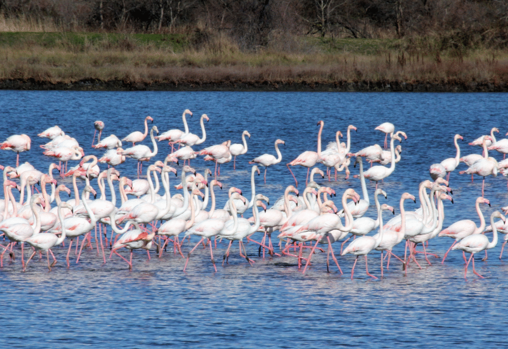 Ecosystem in Salina