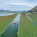 Skadar Lake - sharemontenegro.me